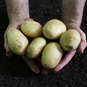 Pommes de terre chair ferme