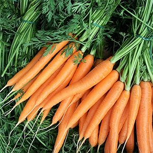 Carottes primeur