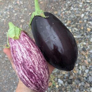 Aubergines