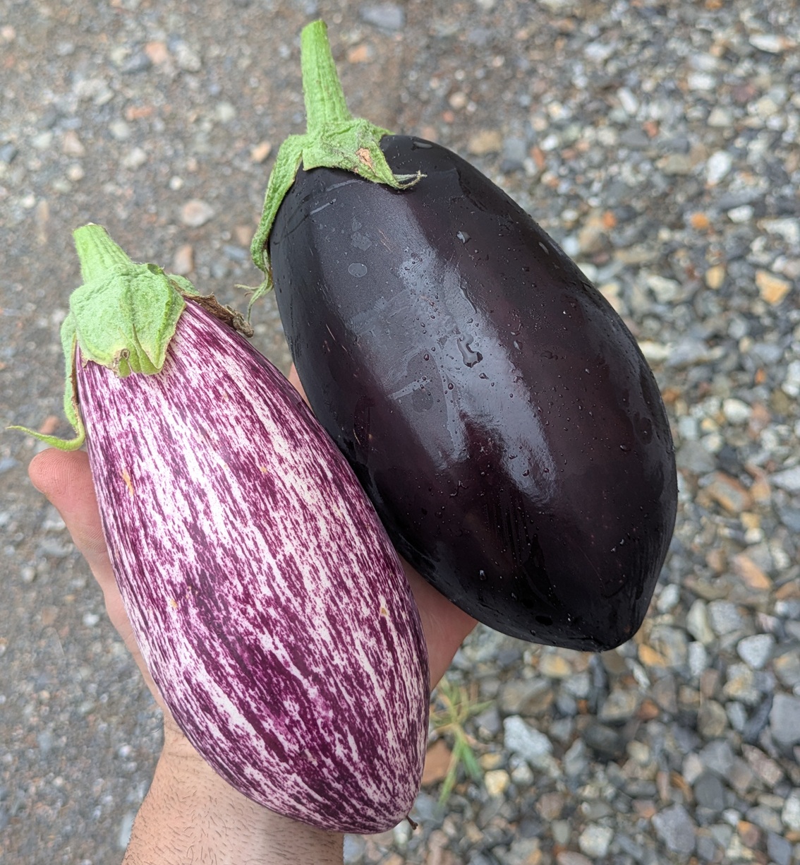 Aubergines
