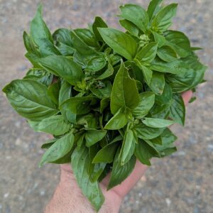 Basilic