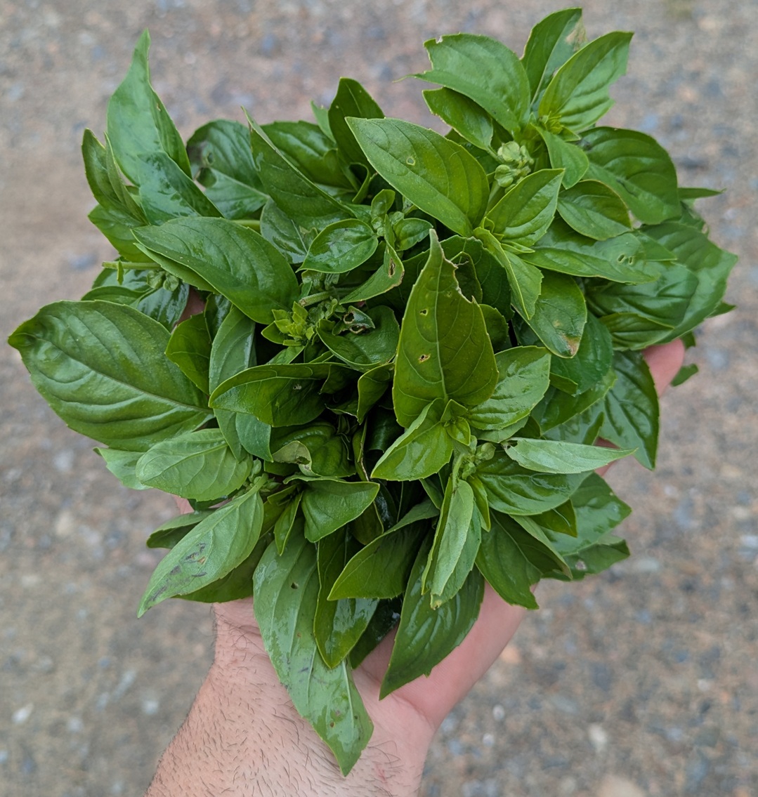 Basilic