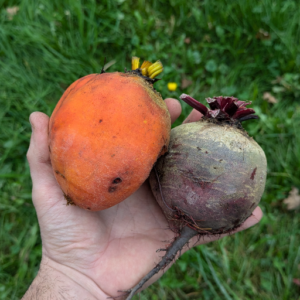 Betterave jaune crue