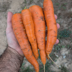 Carottes orange