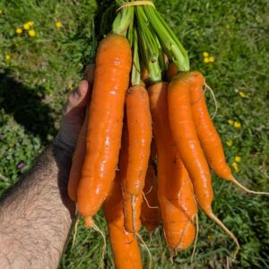 Carottes botte primeurs