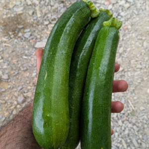 Courgettes