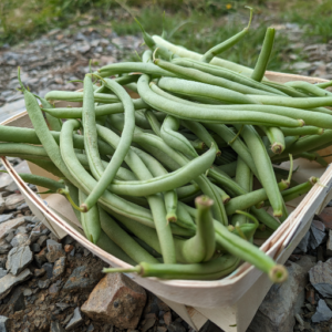 Haricots verts