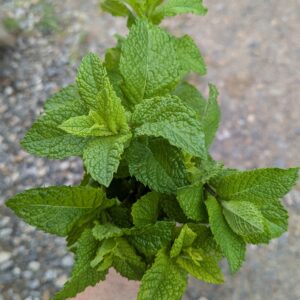Menthe