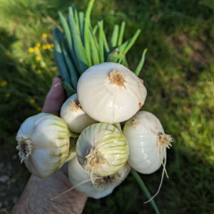 Oignon blanc primeur