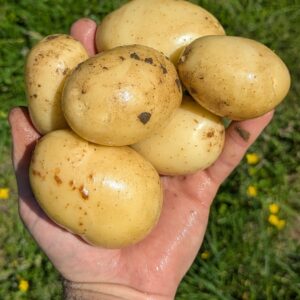 Pommes de terre primeurs