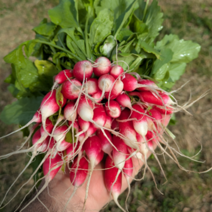 Radis rose primeur