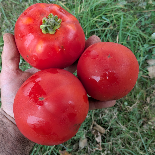 Tomates rondes