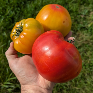 Tomates anciennes