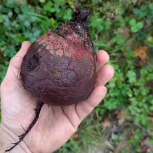 Betterave rouge cuite