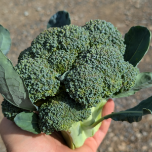 Chou Brocoli
