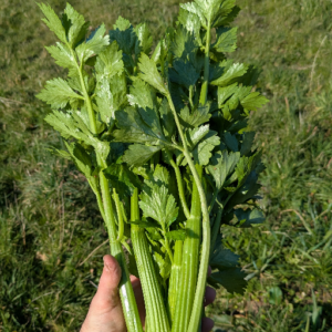 Céleri branche