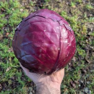 Chou rouge