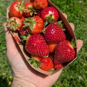 Fraises