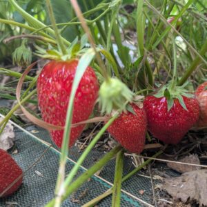 Fraises