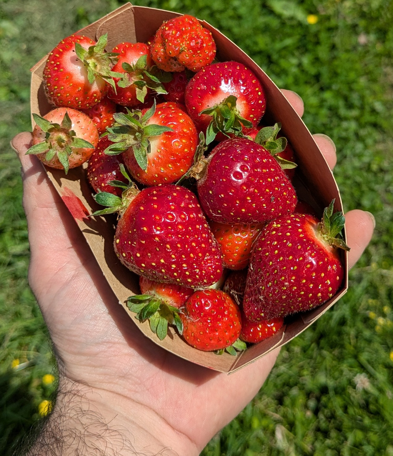 Fraises