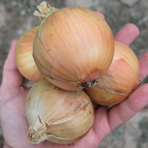 Oignon jaune