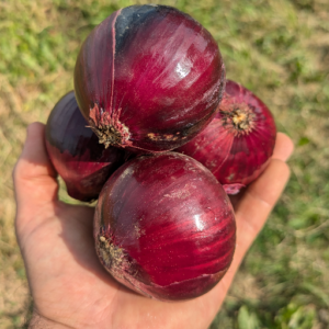 Oignon rouge