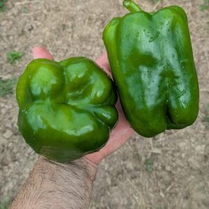 Poivron
