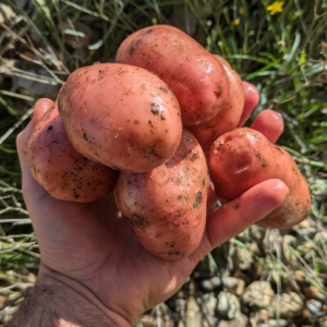 Pommes de terre chair tendre